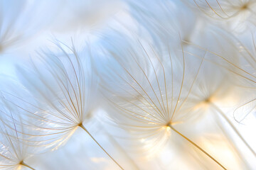 Obraz premium Close-up of dandelion clock with seeds floating in soft breeze. Nature background.