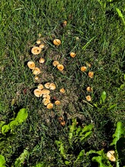 Close-up view of wild mushrooms sprouting in green grass, highlighting their natural beauty and intricate details, perfect for nature enthusiasts and those interested in fungi