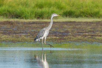 Grey heron fishing