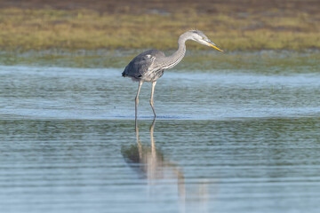 Grey heron fishing