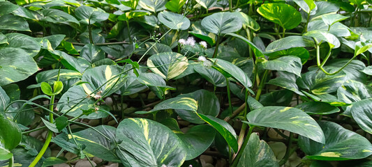 Ivory betel plant growing in the garden