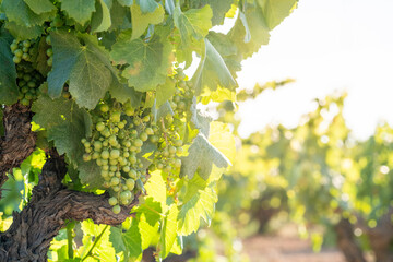 A detailed close-up view of unripe green grape bunches hanging from a grapevine, surrounded by lush green leaves, indicating a promising future harvest in a vineyard in Penedes wine region