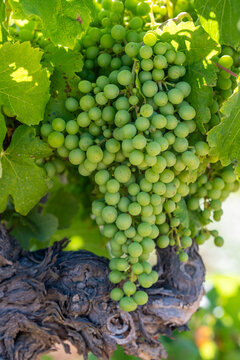 This image captures a close-up view of vibrant green grapes hanging in clusters on the vine, bathed in warm summer sunlight, a visual representation of freshness and vitality  in Penedes wine region