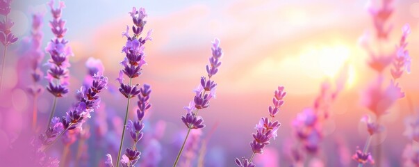 Naklejka premium Serene Lavender Field in Full Bloom - Tranquil Nature Background with Purple Flowers Swaying in the Wind