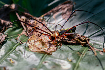 Detailed capture of a Giant Wood Spider consuming its prey on a delicate web. Vibrant colors and natural predation scene, Wulai, Taiwan.