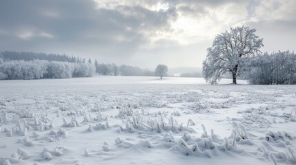 Fototapeta premium Snowy field and gray sky in winter landscape
