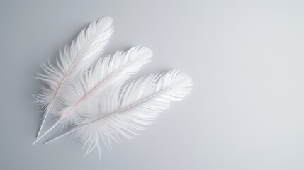 Obraz premium A serene cluster of white feathers on a plain background, embodying peace and divine faith