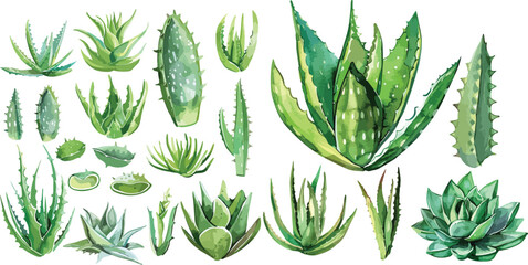 aloe vera watercolor clipart