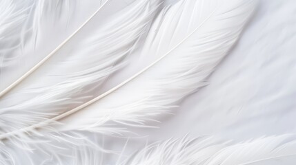 Fototapeta premium Closeup of delicate white feathers on a serene background, representing peace and spirituality