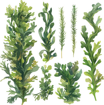 green watercolor seaweed collection clip art preview