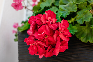 Potted red geranium on a windowsill, pelargonium