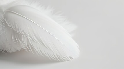Obraz premium Elegant white bird plumage on a soft background, depicting spirituality and hope