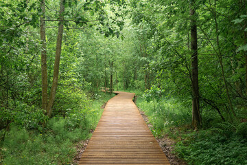 Fototapeta premium wooden sidewalk on educational nature trail in the forest