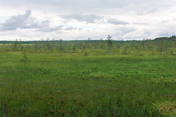 wild grassy fen landscape in cloudy day