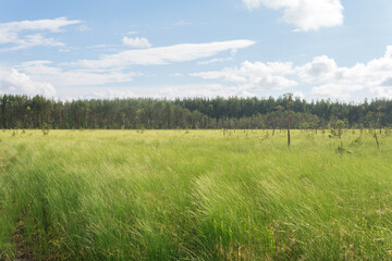 Fototapeta premium wild grassy fen landscape in sunny day