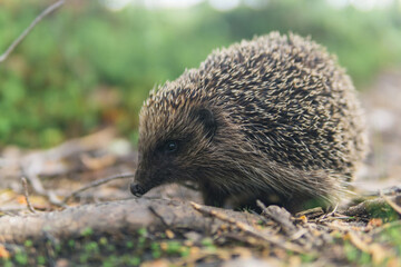 wild hedgehog in natural habitat