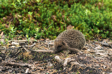 wild hedgehog in natural habitat © Evgeny