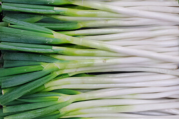 Fresh Green Onions (Scallions) Bunched Together（たくさんの新鮮な長ネギの野菜）