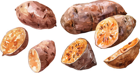 sweet potato watercolor clipart