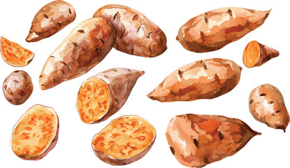 sweet potato watercolor clipart