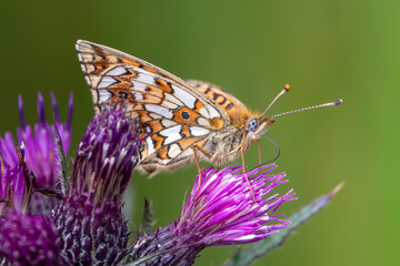 Small Pearl bordered Fritillary