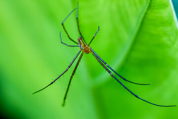 Detailed view of a yellow-brown striped spider with spiny legs under a leaf. Captures the essence of wildlife in Wulai, Taiwan.