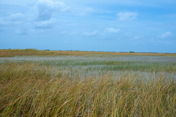 Everglades reed beds in an expansive landscape