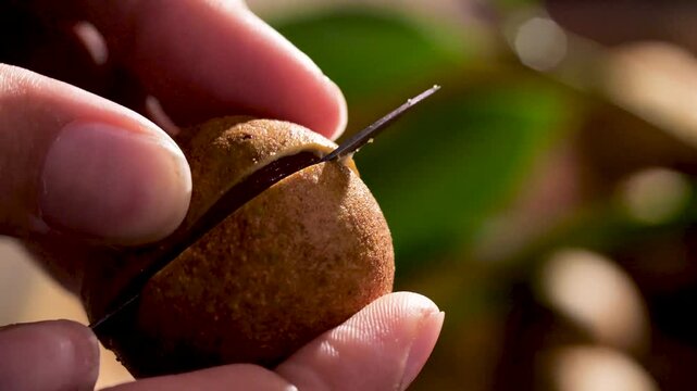 Hand cut Longan in Half, Close Up
