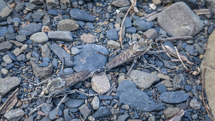 Two mating robber flies on a rocky surface. Close-up shot with detailed view of the insects, Wulai, Taiwan.