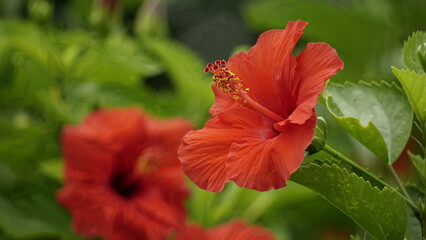 Hibiscus flowers bloom in the garden