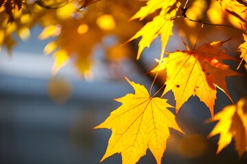 Obraz premium たくさんのカエデの木