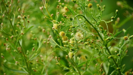 Close-up of wild Conyza bonariensis plant