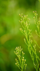 Close-up of wild Conyza bonariensis plant