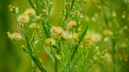 Close-up of wild Conyza bonariensis plant