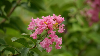 Close-up of blooming Rosa multiflora flower