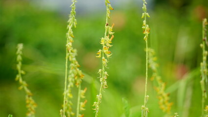 Close-up of Crotalaria juncea flower