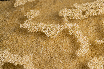 a large amount of quinoa porridge floats in clean water