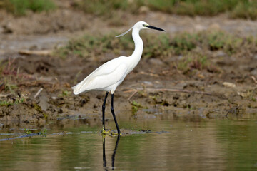 Seidenreiher // Little egret (Egretta garzetta)