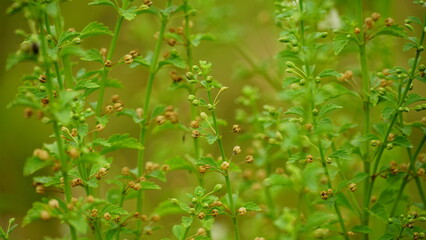 Weeds grow wild in the fields