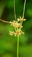 Weeds blooming on natural background