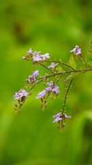 Close-up of Duranta repens flower blooming