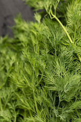 a large amount of green dill to add as spices