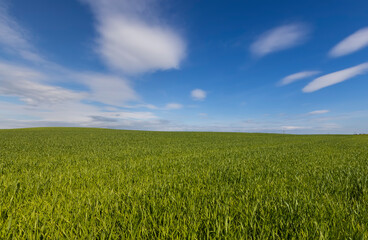 beautiful green wheat sprouts in sunny weather