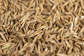 mixed seeds of perennial and annual grass for lawn