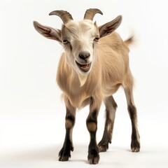 Fototapeta premium goat with horns full body white background