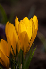 details of orange flowers in close-up in spring