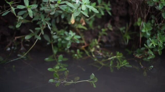 A pond with green plants floating on the surface