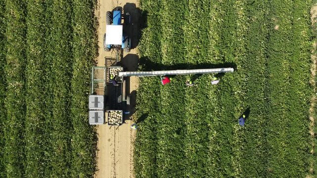 Raccolta meloni vista dal drone