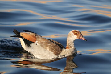 egyptian goose on the water