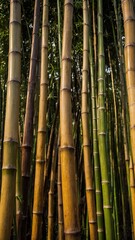 Obraz premium Amidst tranquil bamboo forest, sunlight filters through leaves, casting warm glow on tall, segmented stalks. Smooth texture of bamboo contrasts with soft-focus background, creating depth, serenity.